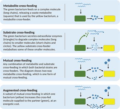 The Classification and Evolution of Bacterial Cross-Feeding